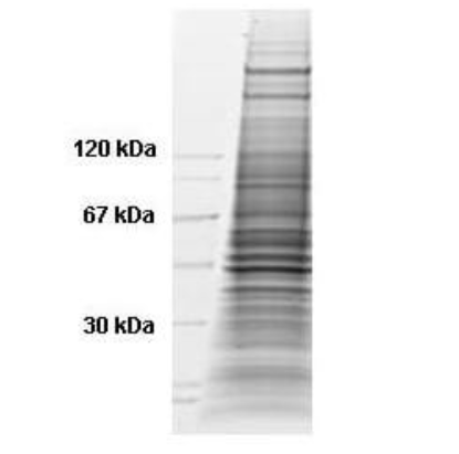 Coomassie stained SDS-PAGE of 35 μg of nocodazole stimulated HeLa Whole Cell Lysate (Ready-to-Use) resolved on a 4-20% gradient gel under reducing conditions.